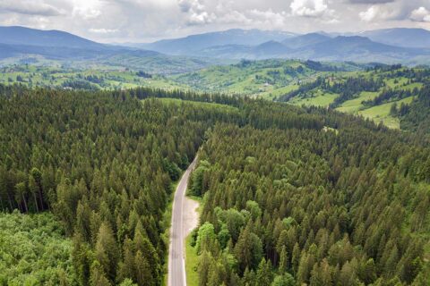 Flygfoto över slingrande skogsväg i granskog