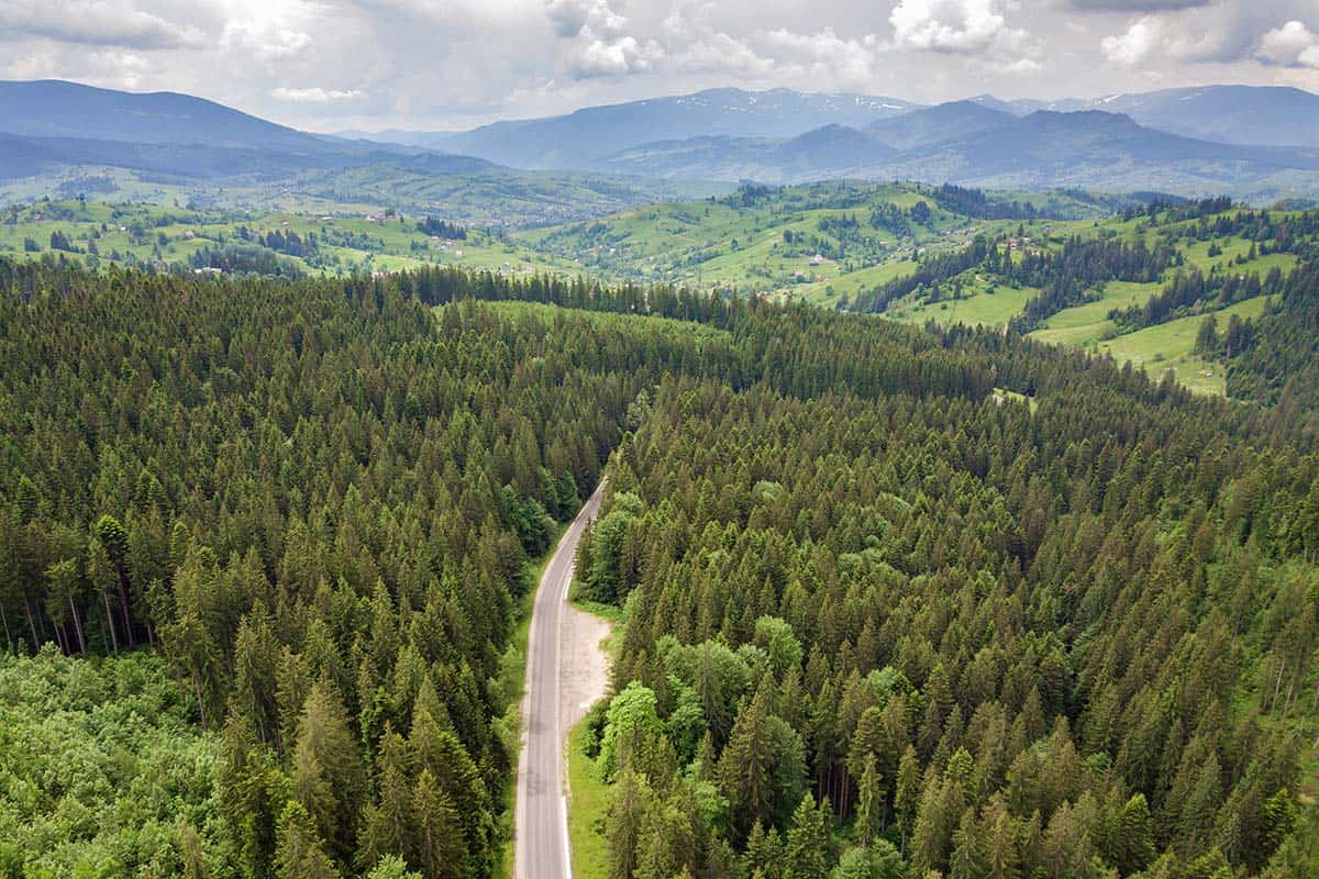 Vue aérienne d'une route forestière sinueuse dans une forêt d'épicéas